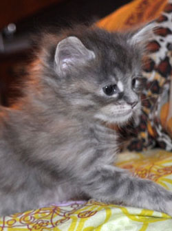 SELENIA