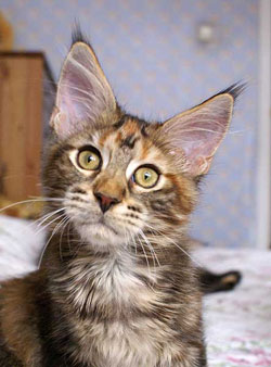 My Cat's Cradle Celeste