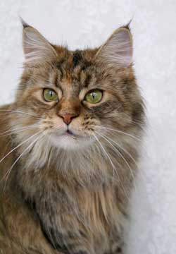 Pepper IMPERIAL COON*RU