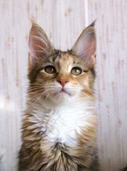 My Cat's Cradle Gretta