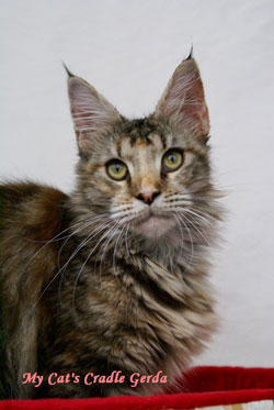 My Cat's Cradle Gerda