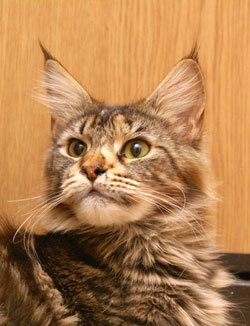 ���� - My Cat's Cradle Flor / ���� �������� 14.10.2011
