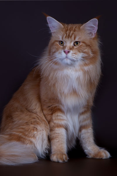 Eur.Ch.My Cat's Cradle Great King