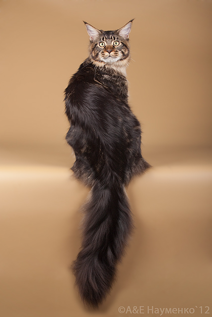 My Cat's Cradle Xandr