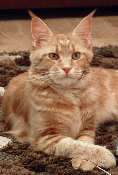 My Cat's Cradle Qucka Captain