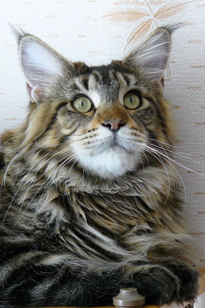My Cat's Cradle Maggie-Lyn