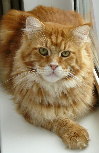 My Cat's Cradle Reginald