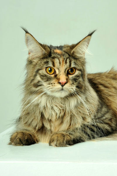 Gr.Eur.Ch.My Cat's Cradle Wirineya