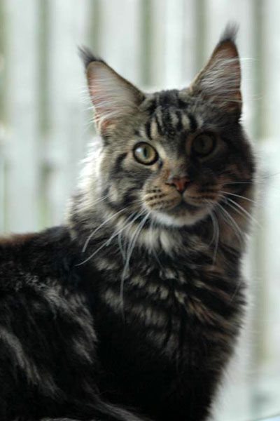 My Cat's Cradle Great Kadet