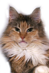 My Cat's Cradle Paloma