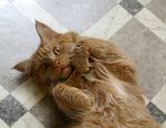 Baskervil