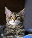 Mainecoon Nelson 3 m.