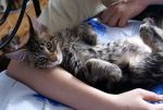 Mainecoon Nelson 3 m.