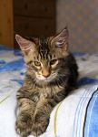 Mainecoon Nelson 3 m.