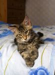 Mainecoon Nelson 3 m.