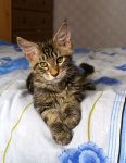 Mainecoon Nelson 3 m.