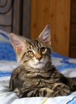 Mainecoon Nelson 3 m.