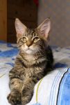 Mainecoon Nelson 3 m.