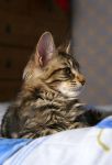 Mainecoon Nelson 4,5 m
