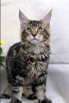 Mainecoon Nelson 4,5 m