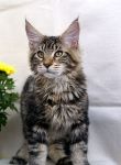 Mainecoon Nelson 4,5 m