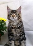 Mainecoon Nelson 4,5 m