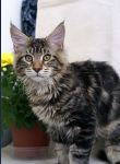 Mainecoon Nelson 4,5 m