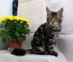 Mainecoon Nelson 4,5 m