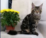 MainecoonNelson 4,5 m