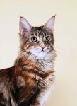 My Cat's Cradle Pilar