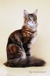 My Cat's Cradle Pilar