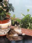My Cat's Cradle Rosa