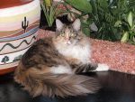 My Cat's Cradle Rosa