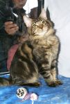 My Cat's Cradle Ceylon-5 m