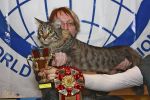 My Cat's Cradle Ustas