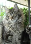 My Cat's Cradle Great Cadet