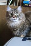 Pepper Imperial Coon*RU