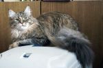 Pepper Imperial Coon*RU