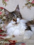 My Cat's Cradle Zoui