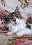 My Cat's Cradle Zoui