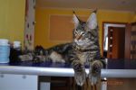 My Cat's Cradle Donovan
