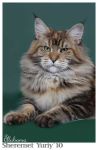 mainecoon My Cat's Cradle Evangelista
