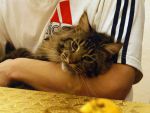 My Cat's Cradle Efim