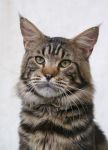 My Cat's Cradle Elvis