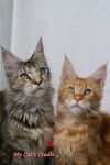 My Cat's Cradle Gerda&Ruby
