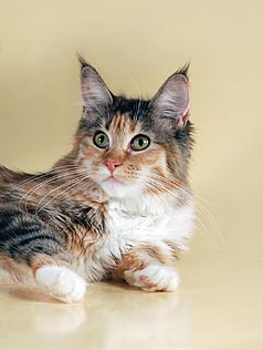 My Cat's Cradle Paloma