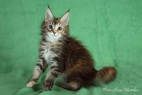 Belocoon's Sandra
