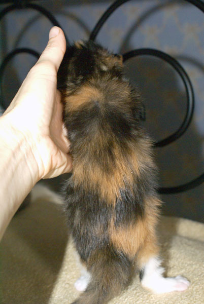 My Cat's Cradle Gretta-2w