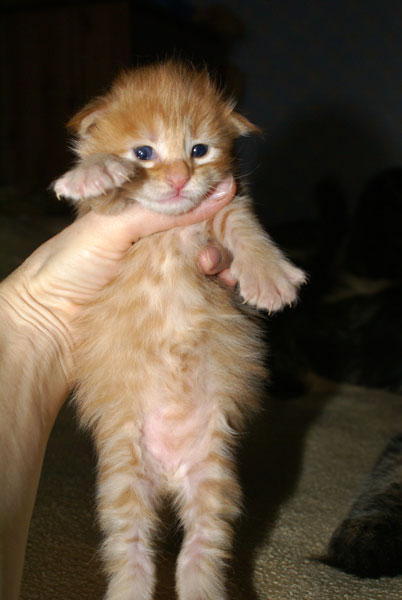 My Cat's Cradle Gerald-2w
