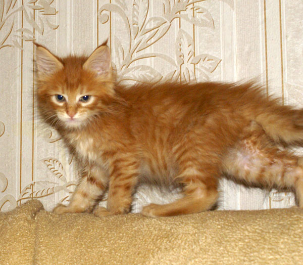 My Cat's Cradle Gerald-1,5m